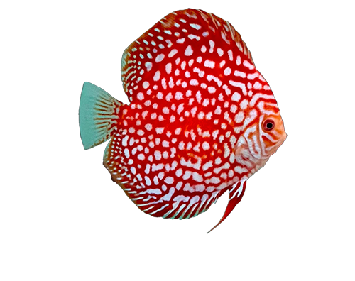 DR MARTIN DISCUS, Professional Discus Breeder & Researcher